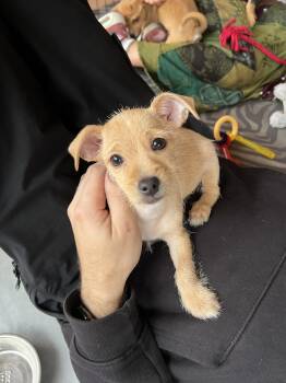Rescue Terrier and Mixed Breed Dogs for Adoption in Redmond, Washington - Planet Zero | PetCurious