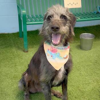 Toby 26-07-101 -  Irish Wolfhound Dog for Adoption in Bastrop, Texas - Toby 26-07-101 | PetCurious