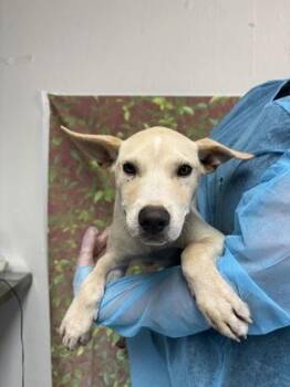 Troy -  Shepherd and Mixed Breed Dog for Adoption in San Antonio, Texas - Troy | PetCurious