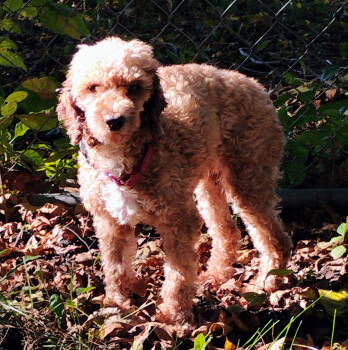 Rescue Poodle Dogs for Adoption in Brooklyn Center, Minnesota - Coco | PetCurious