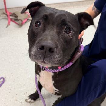 Meg -  Pit Bull Terrier Dog for Adoption in Indianapolis, Indiana - Meg | PetCurious