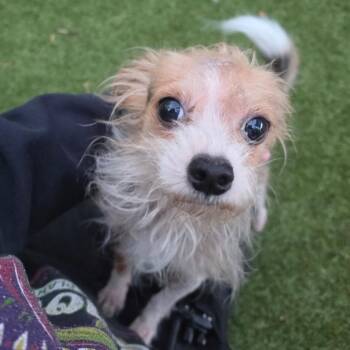 Little Lion (Bentley) -  Yorkshire Terrier Dog for Adoption in Greensboro, North Carolina - Little Lion (Bentley) | PetCurious