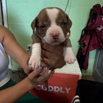 Hound Dogs Available for Adoption - Dasher | PetCurious