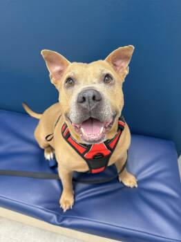 Moose -  American Staffordshire Terrier and Pit Bull Terrier Dog for Adoption in Austin, Texas - Moose | PetCurious
