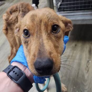 Dimitri -  Mixed Breed Dog for Adoption in Summerville, South Carolina - Dimitri | PetCurious