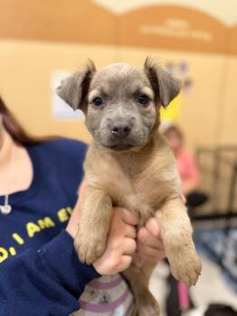 Cora -  Australian Shepherd and Pit Bull Terrier Dog for Adoption in Carmel Hamlet, New York - Cora | PetCurious
