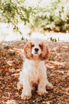 English Cocker Spaniel and Mixed Breed Dogs Available for Adoption in North Charleston, South Carolina - 91798a Oliver | PetCurious