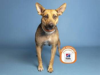 RHEA -  German Shepherd Dog Dog for Adoption in Phoenix, Arizona - RHEA | PetCurious