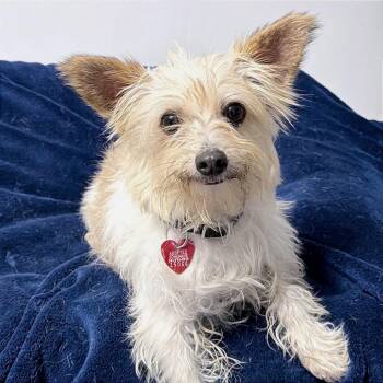 Puff -  Mixed Breed Dog for Adoption in Medford, Oregon - Puff | PetCurious