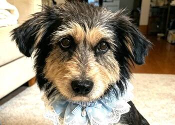 Seren -  Terrier Dog for Adoption in City Of Industry, California - Seren | PetCurious