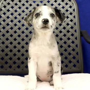 Australian Shepherd Dogs Available for Adoption in Midland, Texas - Sicily | PetCurious