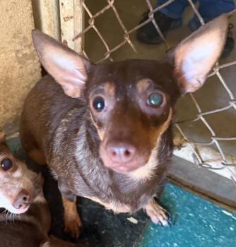 Rescue Chihuahua Dogs for Adoption in Thompson Falls, Montana - Faith | PetCurious