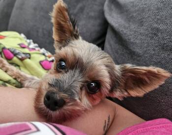 Rescue Yorkshire Terrier Dogs for Adoption in Cedar Rapids, Iowa - Poppy | PetCurious