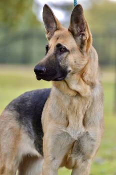 Rescue German Shepherd Dog Dogs for Adoption in Collierville, Tennessee - Gretchen | PetCurious