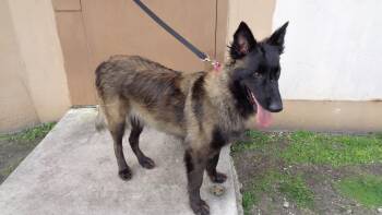 Rescue Belgian Shepherd Tervuren Dogs for Adoption in Miami, Florida - PHOENIX -TRAINED DOG | PetCurious