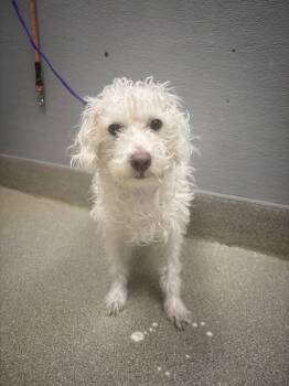 Rescue Chihuahua and Poodle Dogs for Adoption in Las Vegas, Nevada - LOU | PetCurious