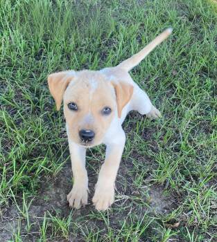 Daisy Mae -  Yellow Labrador Retriever and Terrier Dog for Adoption in Glocester, Rhode Island - Daisy Mae | PetCurious