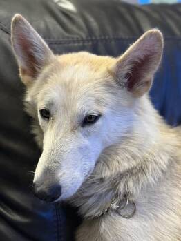 Rescue Shepherd Dogs for Adoption in Mustang, Oklahoma - Farleigh | PetCurious