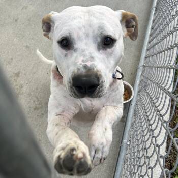Sparta -  Pit Bull Terrier and Mixed Breed Dog for Adoption in Uniontown, Pennsylvania - Sparta | PetCurious