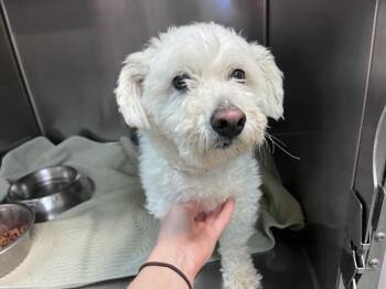 Mixed Breed Dogs Available for Adoption - DOBBY | PetCurious