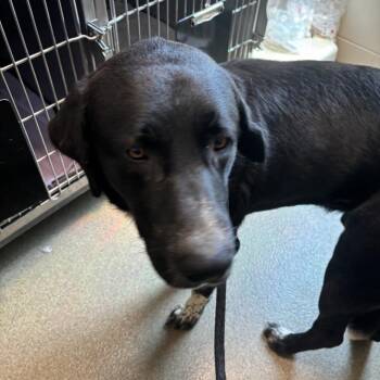 Bubbas -  Great Pyrenees and Mixed Breed Dog for Adoption in Council Bluffs, Iowa - Bubbas | PetCurious