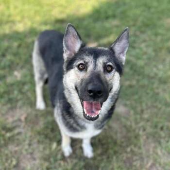 Rescue German Shepherd Dog and Mixed Breed Dogs for Adoption in Conroe, Texas - DARLA | PetCurious
