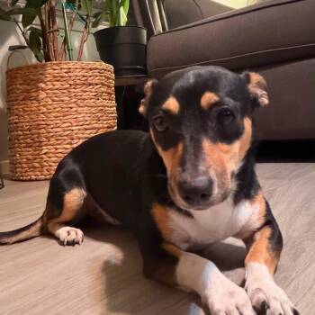 Ember -  Chihuahua and Terrier Dog for Adoption in Allen, Texas - Ember | PetCurious