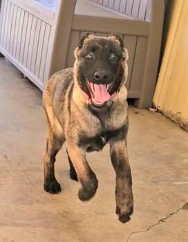Rescue Belgian Shepherd Malinois Dogs for Adoption in Phoenix, Oregon - Pepper | PetCurious