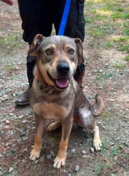 Jinx -  Hound and Mixed Breed Dog for Adoption in Chester, Maryland - Jinx | PetCurious