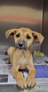 Bitsy -  Mixed Breed Dog for Adoption in Groveland, Massachusetts - Bitsy | PetCurious