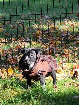 Wednesday -  Black Labrador Retriever and Pit Bull Terrier Dog for Adoption in Carmel Hamlet, New York - Wednesday | PetCurious