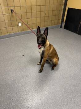Belgian Shepherd Malinois Dogs Available for Adoption - Gator | PetCurious