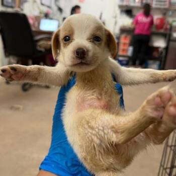 Marlin -  Retriever and Mixed Breed Dog for Adoption in Morton Grove, Illinois - Marlin | PetCurious