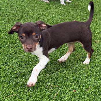 Patty -  Chihuahua and Mixed Breed Dog for Adoption in Las Vegas, Nevada - Patty | PetCurious