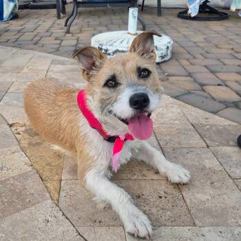 Mia -  Terrier Dog for Adoption in Phoenix, Arizona - Mia | PetCurious