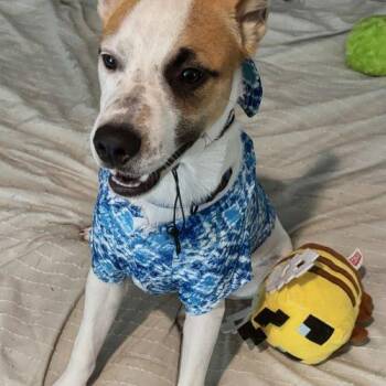 Jack Russell Terrier and Mixed Breed Dogs Available for Adoption in Leesburg, Alabama - Huckleberry | PetCurious