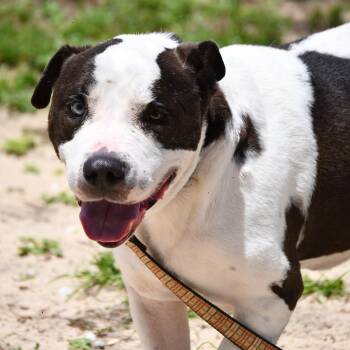 Mixed Breed Dogs Available for Adoption in Defuniak Springs, Florida - Bruno | PetCurious