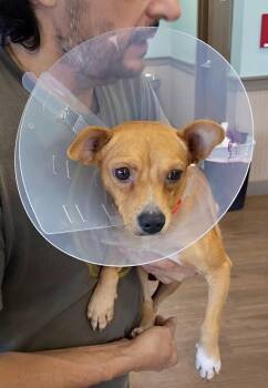 Red -  Chihuahua Dog for Adoption in Paramus, New Jersey - Red | PetCurious