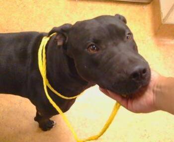 HERCULES -  Labrador Retriever and Pit Bull Terrier Dog for Adoption in Sacramento, California - HERCULES | PetCurious