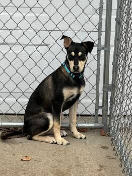 Rescue Shepherd and Mixed Breed Dogs for Adoption in Cedar Rapids, Iowa - Cookie | PetCurious