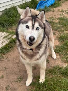 Falcon -  Husky Dog for Adoption in Muskegon, Michigan - Falcon | PetCurious