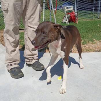 Cheryl -  Pit Bull Terrier Dog for Adoption in Denison, Texas - Cheryl | PetCurious
