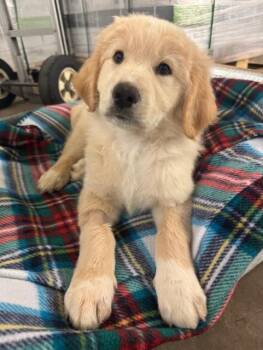 Great Pyrenees and Goldendoodle Dogs Available for Adoption in Cushing, Oklahoma - Rhett | PetCurious