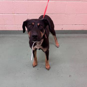 Mixed Breed Dogs Available for Adoption in Memphis, Tennessee - Champagne | PetCurious