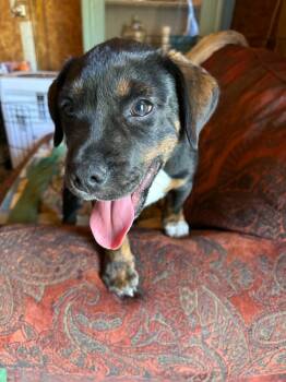 Quinn (Mauve Baby 8) -  Boxer and Pug Dog for Adoption in Lewis Center, Ohio - Quinn (Mauve Baby 8) | PetCurious