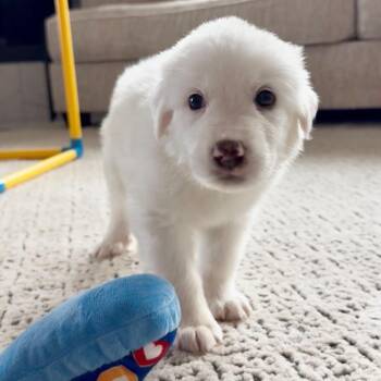 Waffle -  Shepherd and Labrador Retriever Dog for Adoption in Fort Worth, Texas - Waffle | PetCurious