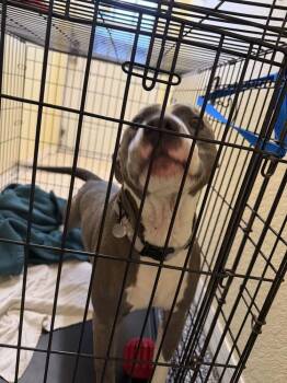 Astro -  American Bulldog Dog for Adoption in Lakeland, Florida - Astro | PetCurious