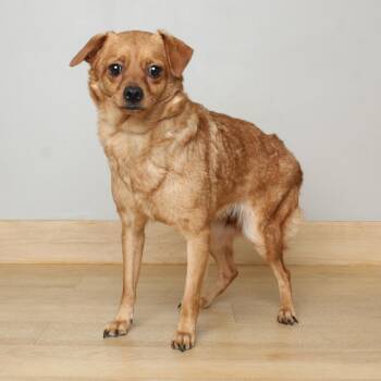 Chihuahua and Mixed Breed Dogs Available for Adoption in Minnetonka, Minnesota - Meena D69406 | PetCurious