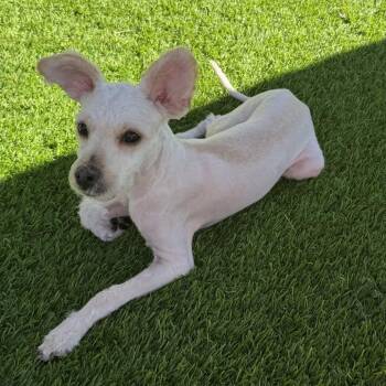 Ghostie -  Miniature Poodle and Mixed Breed Dog for Adoption in Las Vegas, Nevada - Ghostie | PetCurious