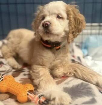 Cocker Spaniel Dogs Available for Adoption - Marshall | PetCurious